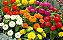 ZINNIA GIGANTE (Zinnia elegans) - Pote 11 - Imagem 4