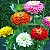 ZINNIA GIGANTE (Zinnia elegans) - Pote 11 - Imagem 1