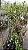 AMEIXA ROXA RUBIMEL (Prunus salicina 'Santa Rosa') - Muda Enxertada com 1 metro - Imagem 5
