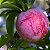 AMEIXA ROXA RUBIMEL (Prunus salicina 'Santa Rosa') - Muda Enxertada com 1 metro - Imagem 2