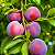 AMEIXA ROXA RUBIMEL (Prunus salicina 'Santa Rosa') - Muda Enxertada com 1 metro - Imagem 1