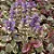 AJUGA (Ajuga reptans) - Imagem 2