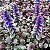 AJUGA (Ajuga reptans) - Imagem 1