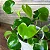 Philodendron Grazielae - Pote 15 - Imagem 1