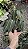 FILODENDRO GIGANTE DE VELUDO (Philodendron melanochrysum) - Pote 12 - Imagem 15