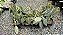 FILODENDRO GIGANTE DE VELUDO (Philodendron melanochrysum) - Pote 12 - Imagem 14