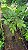AKEE ou CASTANHA AFRICANA (Blighia sapida) - Muda com 1,20m - Imagem 7