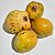 FRUTA DA CONDESSA (Annona reticulata) - Muda Enxertada com 1m a 1,20m - Imagem 3