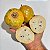 FRUTA DA CONDESSA (Annona reticulata) - Muda Enxertada com 1m a 1,20m - Imagem 2