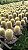 CACTO BALÃO AMARELO (Parodia leninghausii) - Pote 11 - Imagem 3