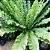 ASPLÊNIO (Asplenium nidus) - Pote 11 - Imagem 2