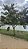 RESEDÁ GIGANTE (Lagerstroemia speciosa) - Muda com 1,20 a 1,50m - Imagem 8