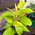 FILODENDRO LEMON LINE (Philodendron ‘Lemon Lime’) - Pote 15 - Imagem 3