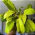 FILODENDRO LEMON LINE (Philodendron ‘Lemon Lime’) - Pote 15 - Imagem 4