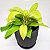 FILODENDRO LEMON LINE (Philodendron ‘Lemon Lime’) - Pote 15 - Imagem 2