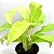 FILODENDRO LEMON LINE (Philodendron ‘Lemon Lime’) - Pote 15 - Imagem 1