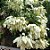 MUSSAENDA BRANCA (Mussaenda philippica) - Muda com 40 a 60 cm - Imagem 1