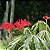 MERTHIOLATE ou CORAL (Jatropha multifida) - Muda com 80 cm a 1 metro - Imagem 2