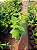 GUABIROBA GIGANTE ou GUABIRABA (Campomanesia lineatifolia) - Muda com 60 a 80 cm - Imagem 6