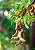 TAMARINDO (Tamarindus indica) - Muda com até 70 cm - Imagem 2