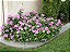 VINCA (Catharanthus roseus) - Imagem 2