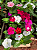VINCA (Catharanthus roseus) - Imagem 3