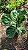 Ficus Lyrata - Pote 17 - Imagem 5
