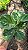 Ficus Lyrata - Pote 17 - Imagem 3