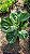Ficus Lyrata - Pote 17 - Imagem 2