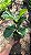 Ficus Lyrata - Pote 17 - Imagem 4