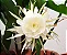 RAINHA DA NOITE (Epiphyllum oxypetalum) - Cuia 21 - Imagem 3