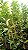LARANJINHA KINKAN (Fortunella japonica) - Muda Enxertada com até 1 metro - Imagem 6