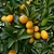 LARANJA KINKAN DOCE (Fortunella japonica) - Muda Enxertada com até 1 metro - Imagem 2