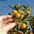 LARANJA KINKAN DOCE (Fortunella japonica) - Muda Enxertada com até 1 metro - Imagem 4
