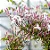 JASMIM DOS POETAS (Jasminum polyanthum) - Muda com até 1 metro - Imagem 2