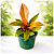 FILODENDRO RED SUN (Philodendron Red Sun) - Pote 17 com 30 cm - Imagem 2