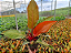 FILODENDRO RED SUN (Philodendron Red Sun) - Pote 17 com 30 cm - Imagem 3