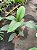 LÍRIO DA PAZ GIGANTE SENSATION (Spathiphyllum cannifolium) - Pote 24 - Imagem 3