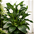LÍRIO DA PAZ GIGANTE SENSATION (Spathiphyllum cannifolium) - Pote 24 - Imagem 1