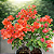 PRIMAVERA MELANCIA (Bougainvillea glabra "rosa") - Muda com até 70 cm - Imagem 2