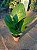 Anthurium jenmanii - Pote 19 - Imagem 3