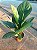Anthurium jenmanii - Pote 19 - Imagem 2