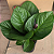 Anthurium jenmanii - Pote 19 - Imagem 3