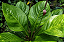 Anthurium jenmanii - Pote 19 - Imagem 2