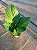 Anthurium jenmanii - Pote 19 - Imagem 5