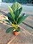 Anthurium jenmanii - Pote 19 - Imagem 1