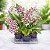 ORQUÍDEA CHOCOLATE (Oncidium Sharry Baby) - Pote 15 - Imagem 2