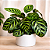 MARANTA PAVÃO (Calathea Makoyana) - Pote 17 com 15 a 20 cm - Imagem 2