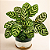 MARANTA PAVÃO (Calathea Makoyana) - Pote 17 com 15 a 20 cm - Imagem 3
