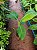 BANANA DA TERRA ANÃ BRS (Musa spp) - Muda com até 1 metro - Imagem 2